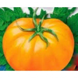 Клондайк насіння помідора індетермінантного (GL Seeds)