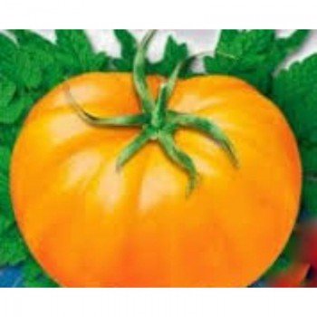 Клондайк семян помидора индетерминантного (GL Seeds)