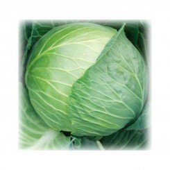 Княгиня семян капусты белокочанной (GL Seeds)