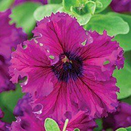 Кобаяши Руби (Ruby) семена петунии крупноцветковой (Kitano Seeds)