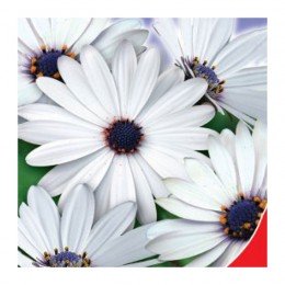 Кокосовый лед семян диморфотеки (GL Seeds)