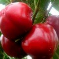Колобок червоний насіння перцю солодкого (Геліос)