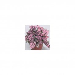 Конфити розовый (pink) семена гипоэстеса (Sakata)