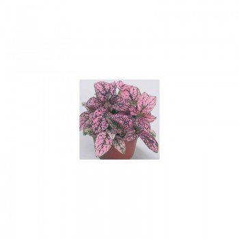 Конфити розовый (pink) семена гипоэстеса (Sakata)