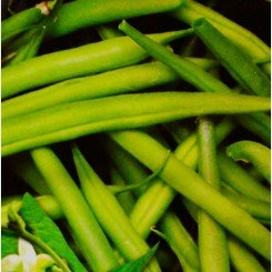 Контендер семян фасоли спаржевой (GL Seeds)