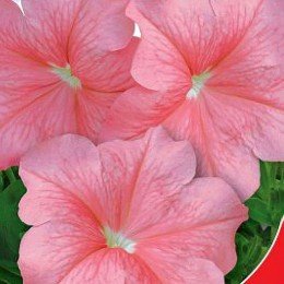 Коралова пінка F1 насіння петунії (GL Seeds)