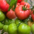 Котито F1 семена томата индетерминантного (Hild/Minami)