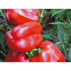 Красный гигант семян перца сладкого (GL Seeds)