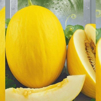 Криничанка семян дыни (Seedera)
