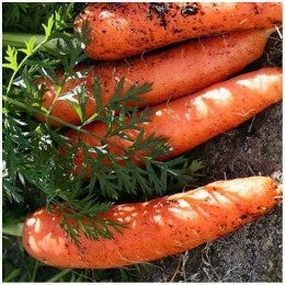 Кристина семян моркови кормовой (Польша)