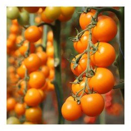 Нессі F1 (КС 1549 F1) насіння помідора індетермінантного (Kitano Seeds)