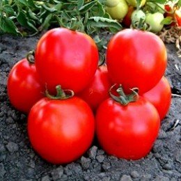 КС 1929 F1 (KS 1929 F1) семена детерминантного томата (Kitano Seeds)