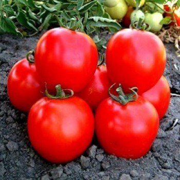 КС 1929 F1 (KS 1929 F1) насіння детермінантного томату (Kitano Seeds)