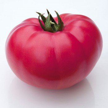 КС 3811 F1 (KS 3811 F1) насіння томату індет. рож. (Kitano Seeds)