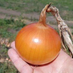 КС 765 F1 семена лука репчатого желтого (Kitano Seeds)