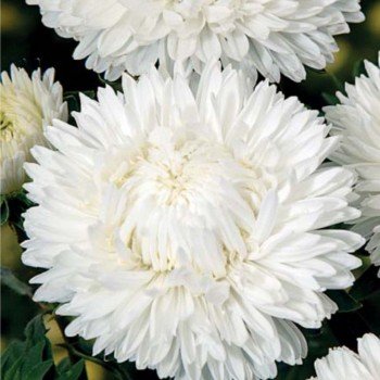 Леди Коралл белый (White) семена астры (Satimex)