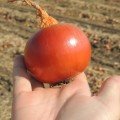 Легасі насіння цибулі ріпчастої жовтої (LibraSeeds)