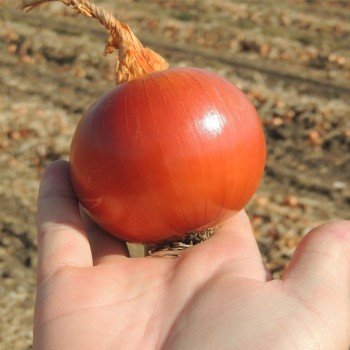 Легаси семяна лука репчатого желтого (LibraSeeds)