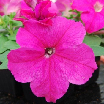 Лімбо F1 рожева (pink) насіння петунії грандифлора (Hem Genetics)