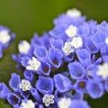 Лімоніум блакитний насіння лімоніуму (Геліос)
