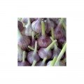 Любаша семян чеснока (GL Seeds)