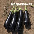 Мадалена F1 семена баклажана среднего (Vilmorin)