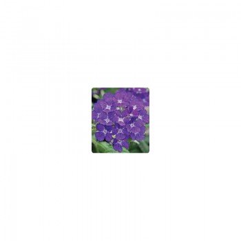 Мадам Blue (голубая) семена вербены гибридной (Kitano Seeds)