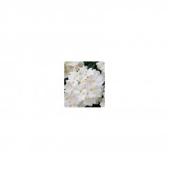 Мадам White (белая) семена вербены гибридной (Kitano Seeds)
