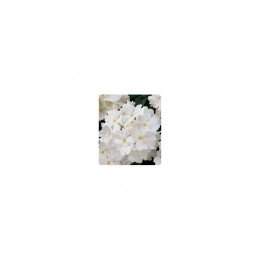 Мадам White (біла) насіння вербени гібридної (Kitano Seeds)