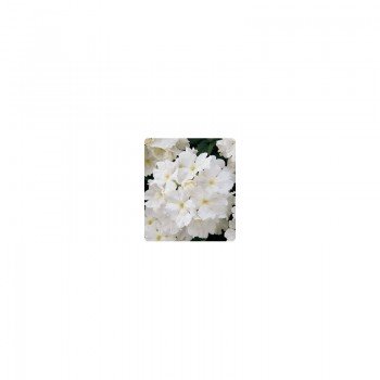 Мадам White (белая) семена вербены гибридной (Kitano Seeds)