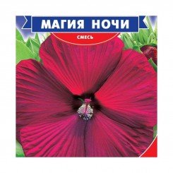 Магия ночи семян гибискуса (GL Seeds)
