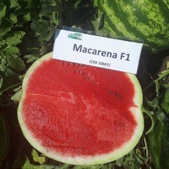 Макарена F1 (CRX 10507) семена арбуза тип кр.св. раннего 60 дн. 9-12 кг окр. (Cora Seeds)