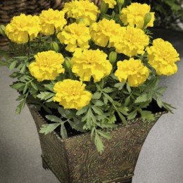 Маленький герой жовтий (yellow) насіння чорнобривців розлогих (Benary)