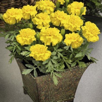 Маленький герой жовтий (yellow) насіння чорнобривців розлогих (Benary)