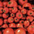Мамако F1 насіння детермінантного томату (Syngenta)
