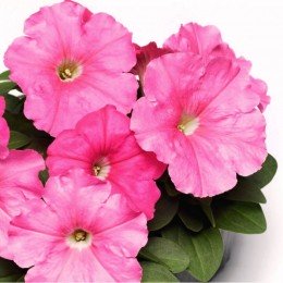 Мамбо F1 рожева (pink) насіння петунії мультифлора (Hem Genetics)