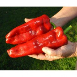 Маркони Ред семян перца сладкого (GL Seeds)