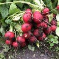 Марвел F1 насіння редису (Lark Seeds)