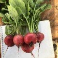 Марвел F1 насіння редису (Lark Seeds)