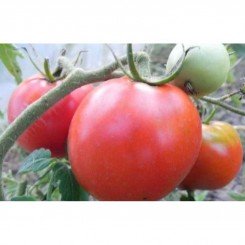 Машенька семян томата индетерминантного (GL Seeds)