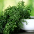 Мега Тетра (Денди) семян укропа (LibraSeeds)