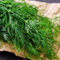 Мега Тетра (Денди) семян укропа (LibraSeeds)