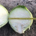 Меріленд F1 насіння капусти білокачанної (Lark Seeds)