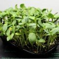 Мікс Дитинство (3 урожаї) набір для вирощування мікрозелені (Agrocity)