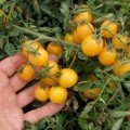 Мініголд насіння помідора чері детермінантного (Semo)