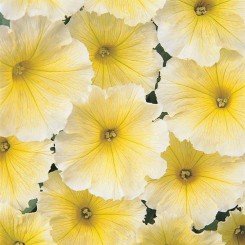 Мираж F1 желтая (yellow) семена петунии мультифлора (Pan American)