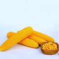 Мирза F1 семена кукурузы суперсладкой Sh2 (May Seeds)