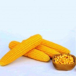 Мірза F1 насіння кукурудзи суперсолодкої Sh2 (May Seeds)
