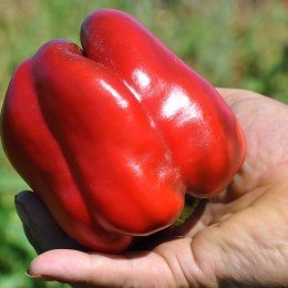 Мобідик F1 насіння перцю солодкого (Wing Seeds)