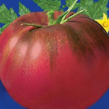 Мулатка семян помидора детерминантного (GL Seeds)